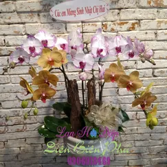 Chậu Lan Hồ Điệp Đột Biến 5 Cành Cam Trắng