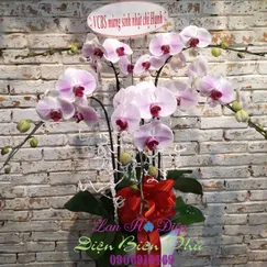 Chậu Lan Hồ Điệp Đột Biến 5 Cành Trắng Lưỡi Đỏ