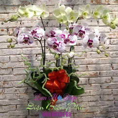 Chậu Lan Hồ Điệp Đột Biến 6 Cành Trắng Xanh