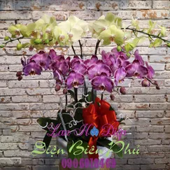 Chậu Lan Hồ Điệp Đột Biến 8 Cành Tím Vàng