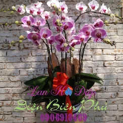 Chậu Lan Hồ Điệp Đột Biến 9 Cành Hồng Trắng