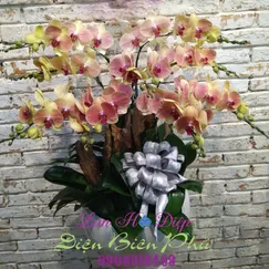 Chậu Lan Hồ Điệp Đột Biến Cam 9 Cành