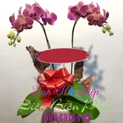 Chậu Lan Hồ Điệp Đột Biến Hồng 2 Cành