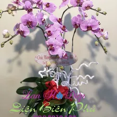 Chậu Lan Hồ Điệp Đột Biến Hồng 5 Cành