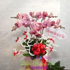 Chậu Lan Hồ Điệp Đột Biến Hồng 6 Cành