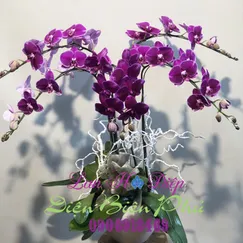 Chậu Lan Hồ Điệp Đột Biến Tím 5 Cành Viền Trắng