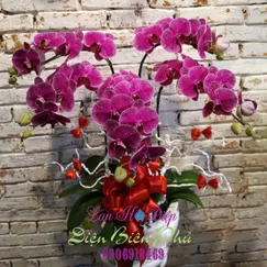 Chậu Lan Hồ Điệp Đột Biến Tím 5 Cành