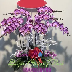 Chậu Lan Hồ Điệp Đột Biến Tím 9 Cành