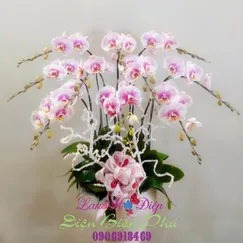 Chậu Lan Hồ Điệp Đột Biến Trắng 10 Cành