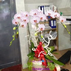 Chậu Lan Hồ Điệp Đột Biến Trắng 3 Cành