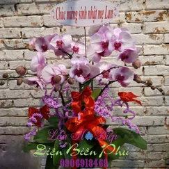 Chậu Lan Hồ Điệp Đột Biến Trắng 5 Cành Lưỡi Đỏ