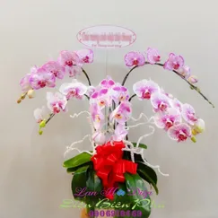 Chậu Lan Hồ Điệp Đột Biến Trắng 5 Cành