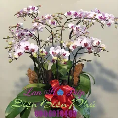 Chậu Lan Hồ Điệp Đột Biến Trắng 9 Cành