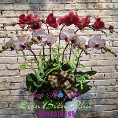 Chậu Lan Hồ Điệp Đột Biến Trắng Hồng 8 Cành