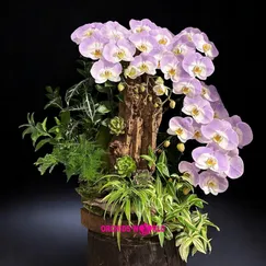 Chậu Lan Hồ Điệp Ghép Lũa 5 Cành Tím Panda