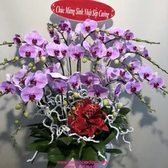 Chậu Lan Hồ Điệp Hồng 15 Cành Đột Biến