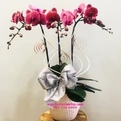Chậu Lan Hồ Điệp Hồng 3 Cành Đột Biến