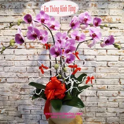 Chậu Lan Hồ Điệp Hồng 5 Cành 2 Tầng