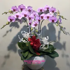 Chậu Lan Hồ Điệp Hồng 5 Cành Lưỡi Tím