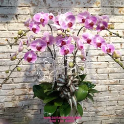 Chậu Lan Hồ Điệp Hồng 6 Cành Lưỡi Đỏ