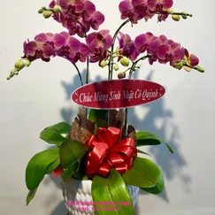 Chậu Lan Hồ Điệp Hồng Đột Biến 5 Cành 2 Tầng
