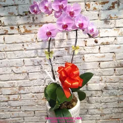 Chậu Lan Hồ Điệp Hồng Hoa Na 2 Cành