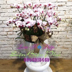 Chậu Lan Hồ Điệp 10 Cành Hồng Mini