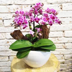 Chậu Lan Hồ Điệp Mini 3 cành