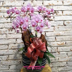 Chậu Lan Hồ Điệp Mini Hồng 6 Cành