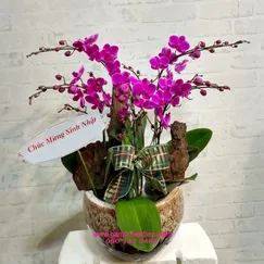 Chậu Lan Hồ Điệp Mini Tím 5 Cành