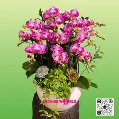 Chậu Lan Hồ Điệp Mini Tím Sọc 2v – Tinh Tế & Quyến Rũ