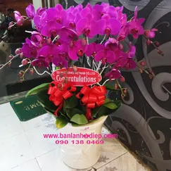 Chậu Lan Hồ Điệp Tím 10 Cành 2 Tầng