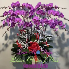 Chậu Lan Hồ Điệp Tím 15 Cành