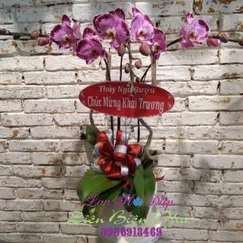 Chậu Lan Hồ Điệp Tím 3 Cành Có Đốm