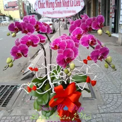 Chậu Lan Hồ Điệp Tím 5 Cành