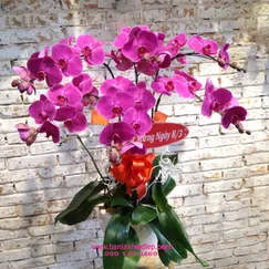 Chậu Lan Hồ Điệp Tím 6 Cành