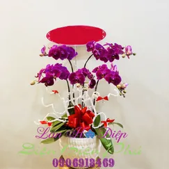 Chậu Lan Hồ Điệp Tím Đột Biến 5 Cành Size Trung