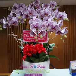 Chậu Lan Hồ Điệp Tím Đột Biến 9 Cành
