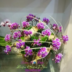 Chậu Lan Hồ Điệp Tím Mini 12 Cành