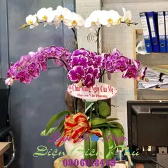 Chậu Lan Hồ Điệp Tím Trắng Đột Biến 5 Cành