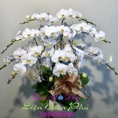 Chậu Lan Hồ Điệp Trắng 11 Cành Lưỡi Vàng