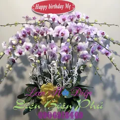 Chậu Lan Hồ Điệp Trắng 15 Cành Đột Biến