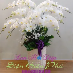 Chậu Lan Hồ Điệp Trắng 15 Cành