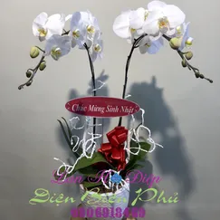 Chậu Lan Hồ Điệp Trắng 2 Cành Cao