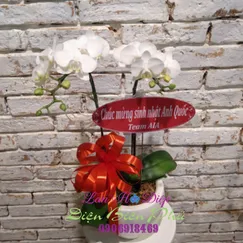 Chậu Lan Hồ Điệp Trắng Mini 2 Cành