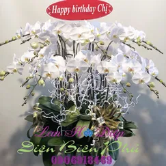 Chậu Lan Hồ Điệp Trắng 25 Cành