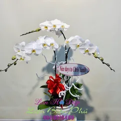 Chậu Lan Hồ Điệp Trắng 3 Cành 2 Tầng Size Trung
