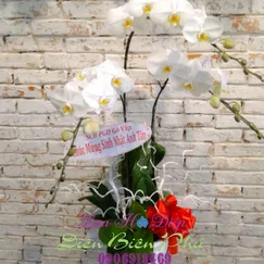 Chậu Lan Hồ Điệp Trắng 3 Cành 2 Tầng Lưỡi Vàng