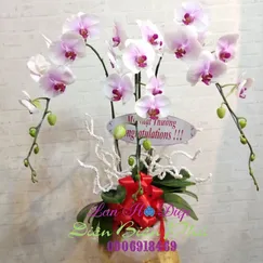 Chậu Lan Hồ Điệp Trắng 3 Cành Má Hồng