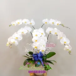 Chậu Lan Hồ Điệp Trắng 5 Cành 2 Tầng